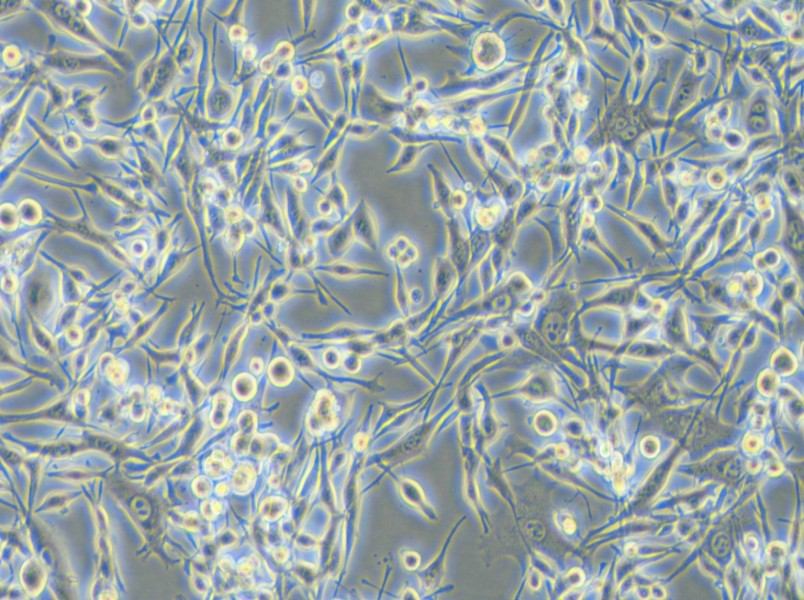 LA795 Cell Complete Medium - small - 5