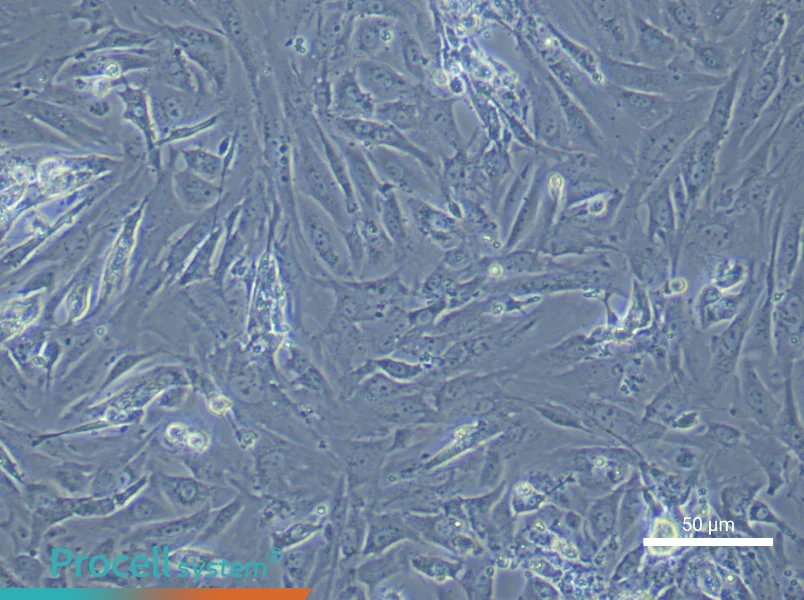 Mouse Follicular Theca cells - 6