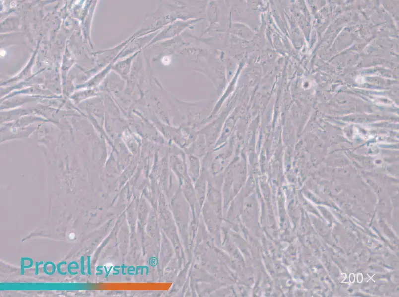 MC3T3-E1 Subclone 24 Cell Complete Medium - small - 4