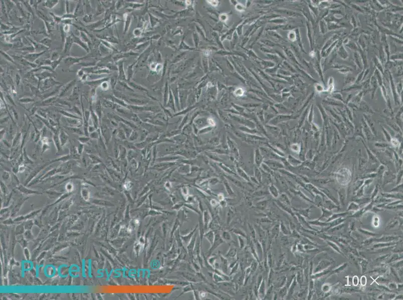 CRFK Cell Complete Medium - 2