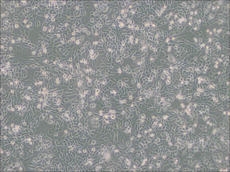 CHO Cell Complete Medium - 3