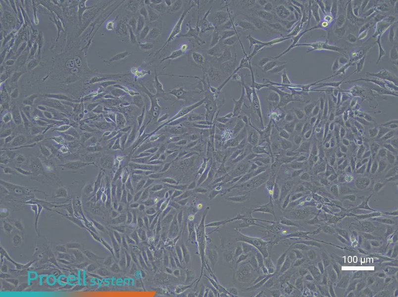 Rabbit Aortic Endothelial Cell Complete Medium - 1