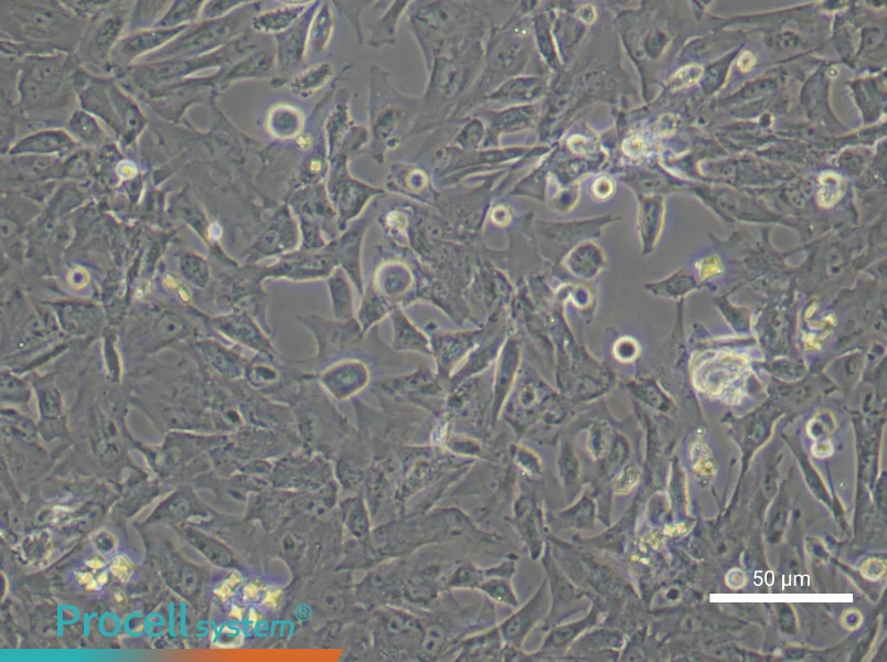 Mouse Preadipocyte Complete Medium - small - 6