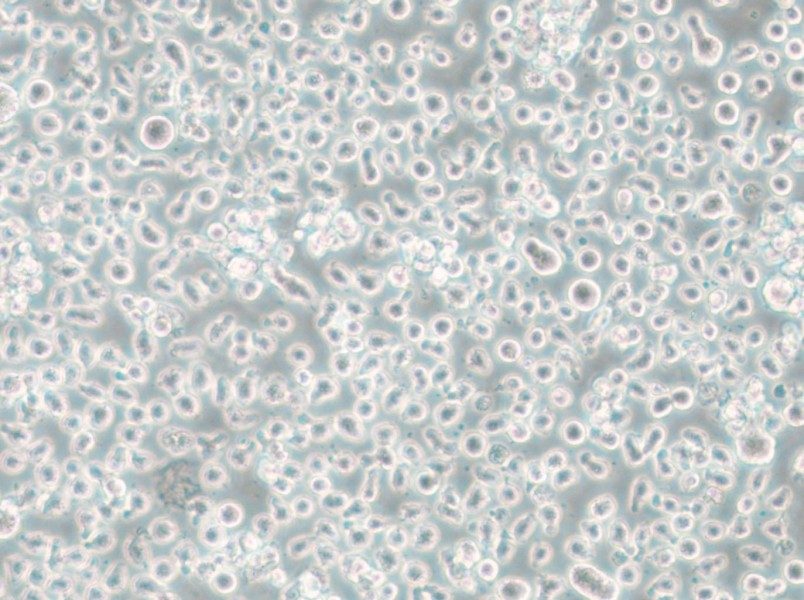 Mono-Mac-6 Cell Complete Medium - 4