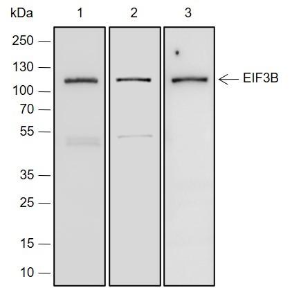 Recombinant eIF3B Monoclonal Antibody-searchlist-1