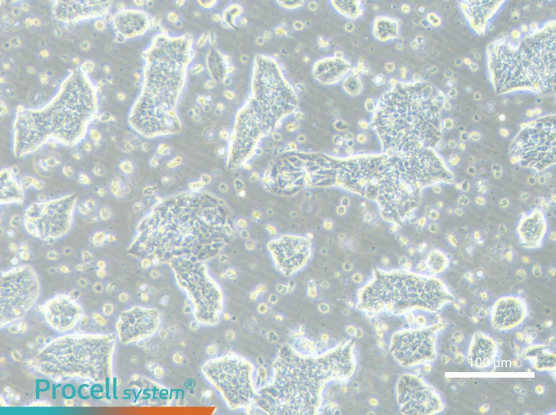 LC-2/adLC-2/ad - 3