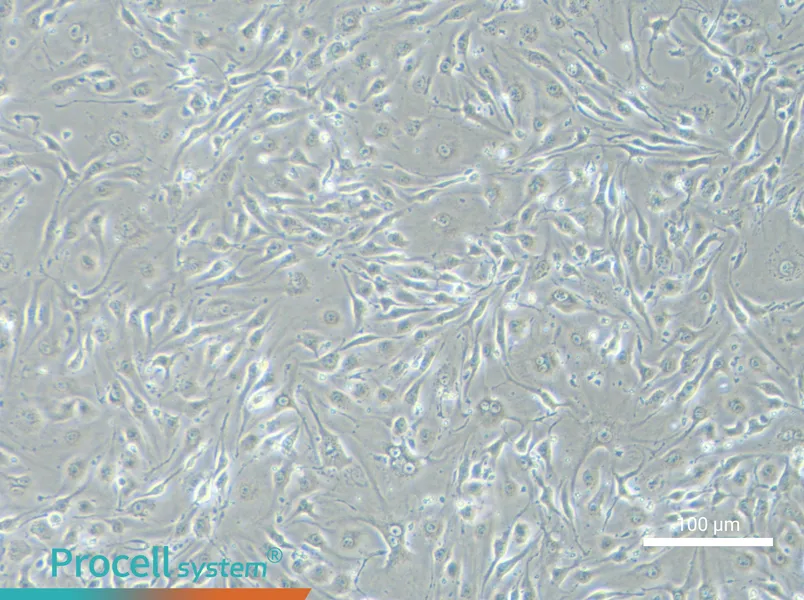 bEnd.3 [BEND3] Cell Complete Medium - 2