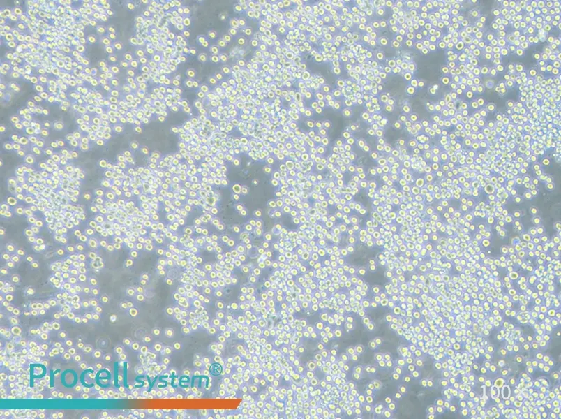 COLO 205 Cell Complete Medium - 1