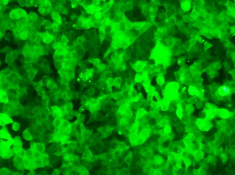 HCT 116-GFP Cell Complete Medium - small - 6