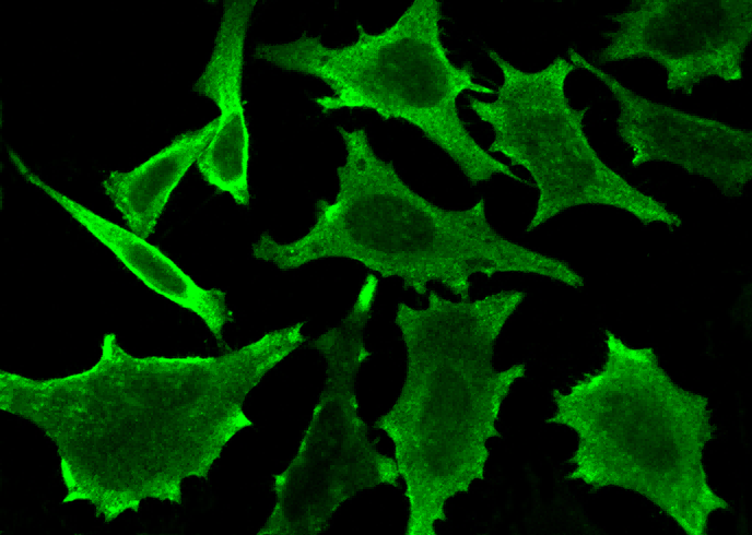 S100A10 Monoclonal Antibody - small - 2
