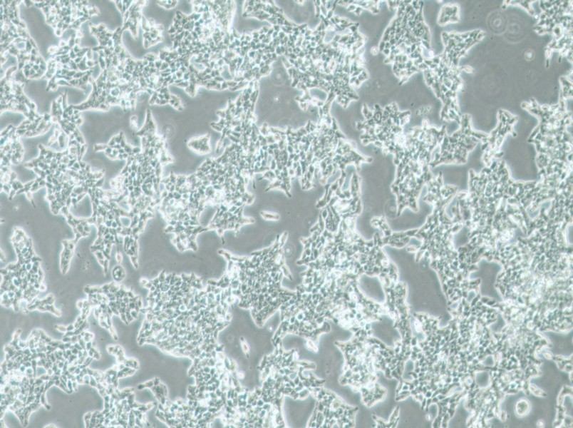 SW620 (DMEM) Cell Complete Medium - 3