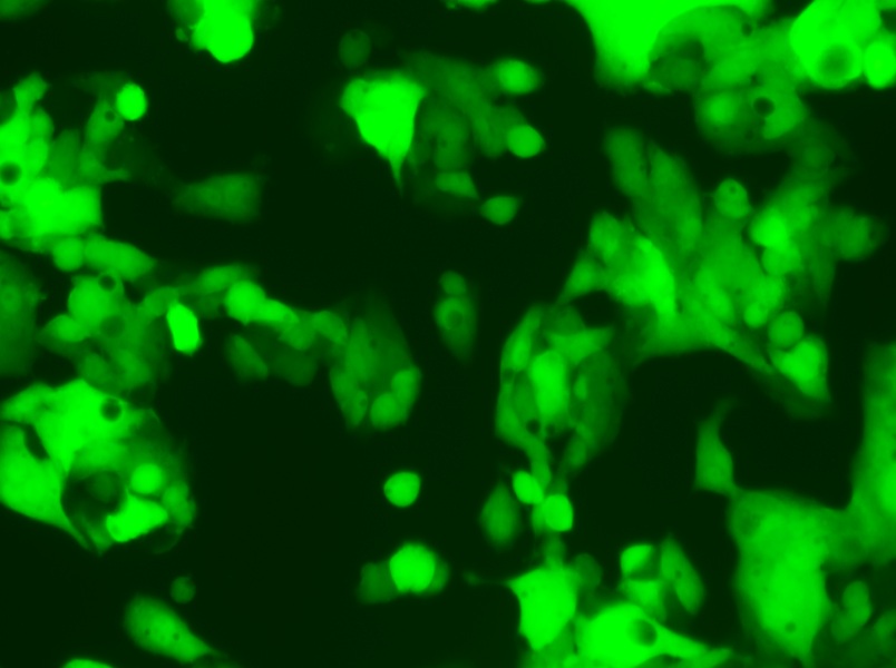 HeP G2-LUC-EGFP Cell Complete Medium - 4