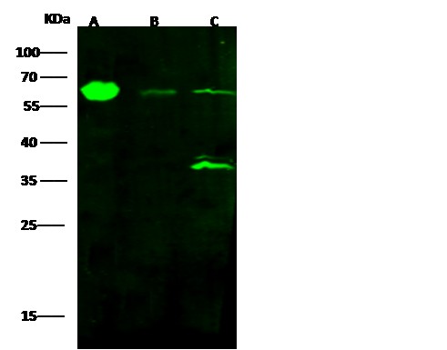 Recombinant ALDH4A1 Monoclonal Antibody - small - 2