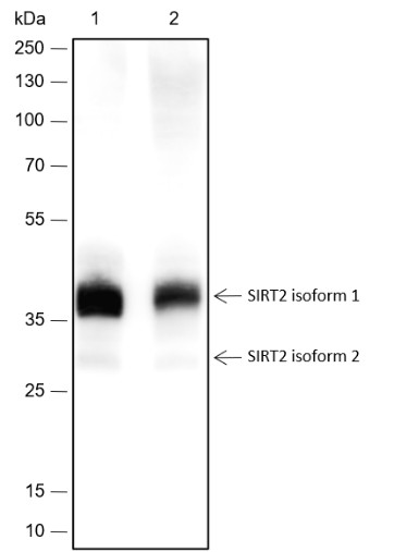 Recombinant SIRT2 Monoclonal Antibody - small - 2