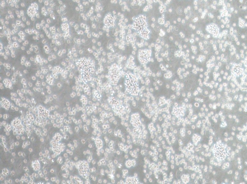 SU-DHL-6 Cell Complete Medium-searchlist-1