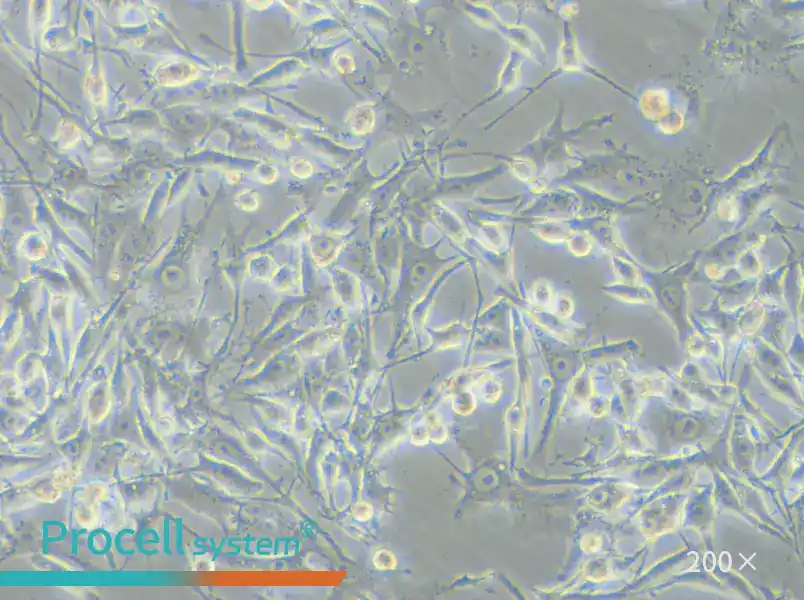 OMM-1 Cell Complete Medium - small - 4