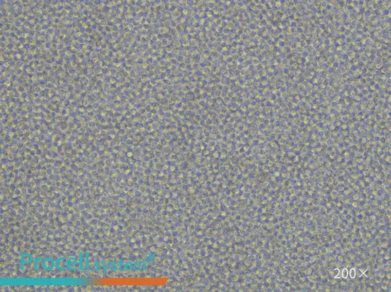 Daudi Cell Complete Medium - 4