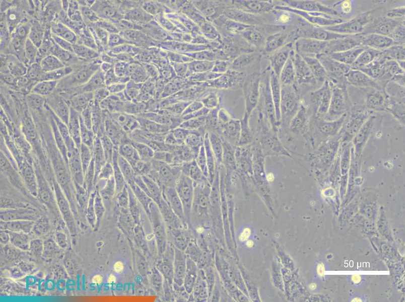 IPAM 3D4/21 Cell Complete MediumIPAM 3D4/21 Cell Complete Medium - 4