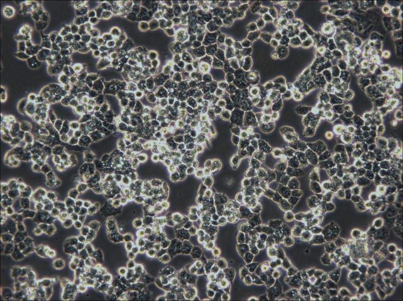 COV434 Cell Complete Medium - 4