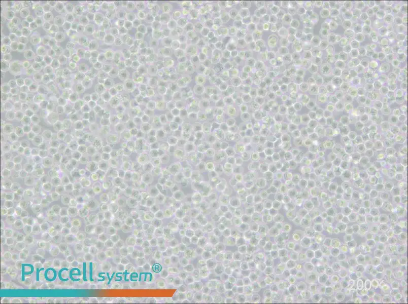 Ramos [RA 1] Cell Complete Medium - 4