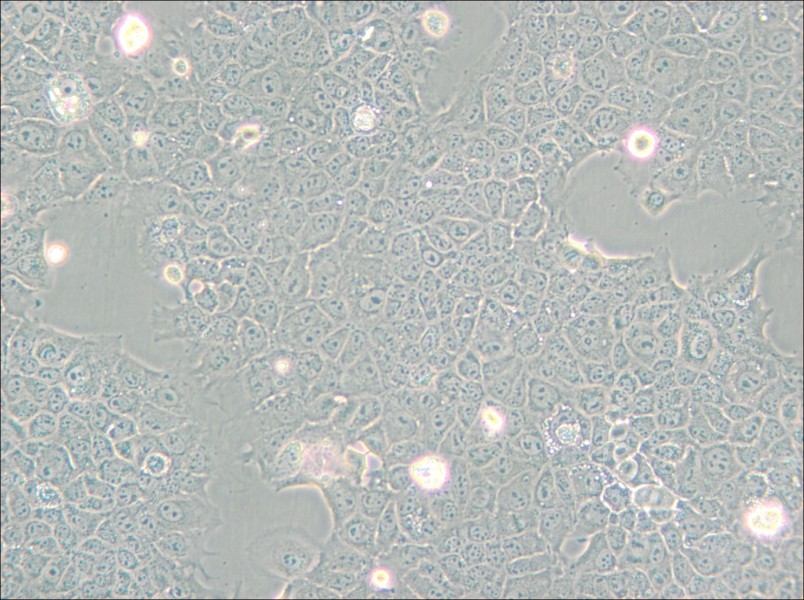 AML12 Cell Complete Medium - 5