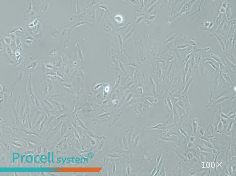 NRK-49F Cell Complete Medium - 1