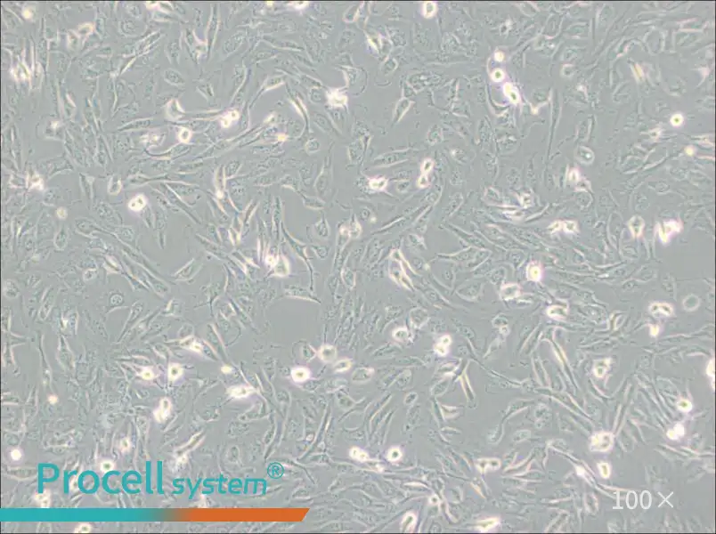 786-O [786-0] Cell Complete Medium - 2