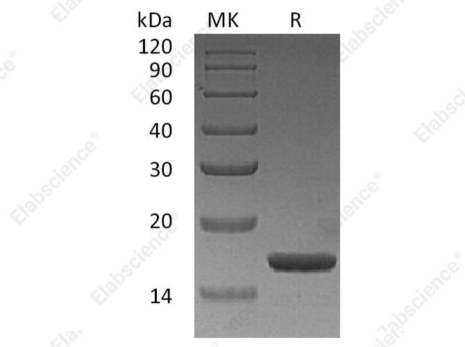 Recombinant Human IL-1A/IL-1α Protein - 1