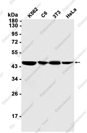 Recombinant PREB Monoclonal Antibody - 1