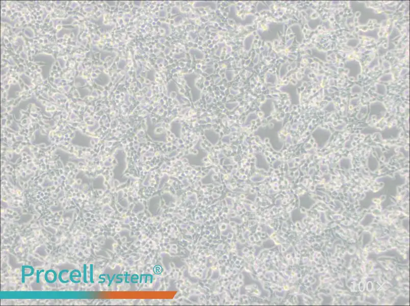 293E Cell Complete Medium - 3