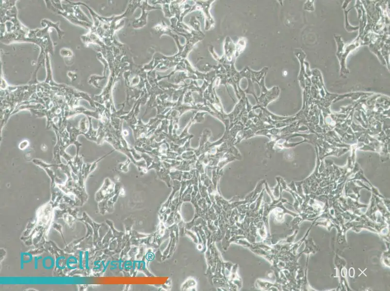 HCC70 Cell Complete Medium - 3