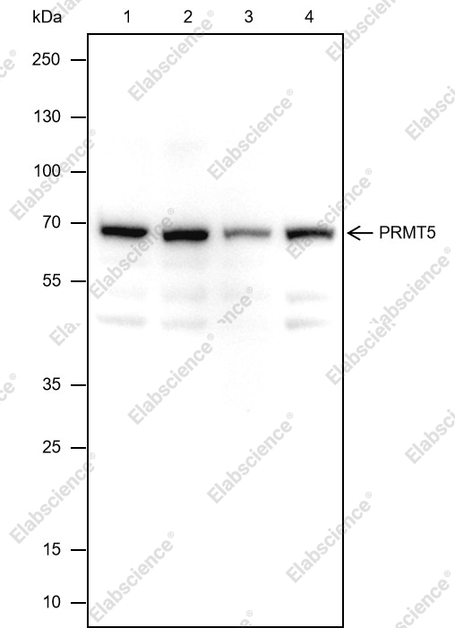 Recombinant PRMT5 Monoclonal Antibody - 1