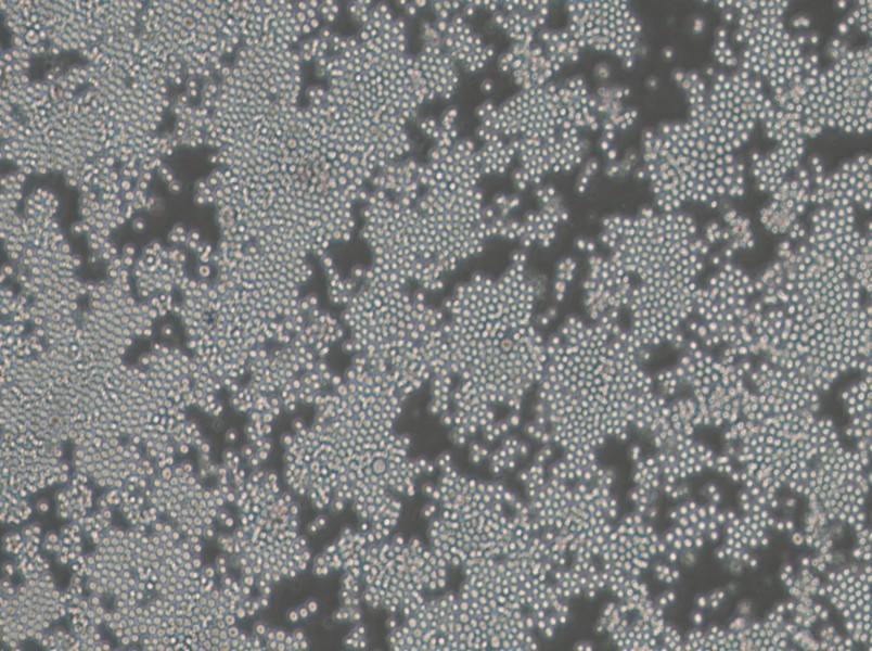 P3/NSI/1-Ag4-1 [NS-1] Cell Complete Medium - 3