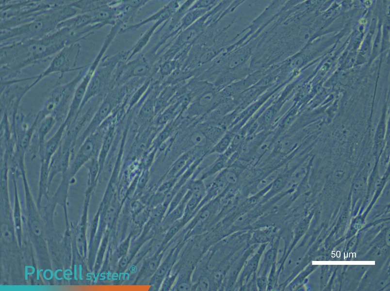 Human Periodontal Ligament Stem Cell Complete Medium - small - 4