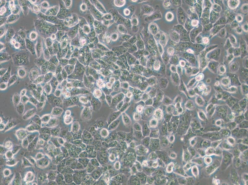 NPC/HK1 Cell Complete Medium - small - 5