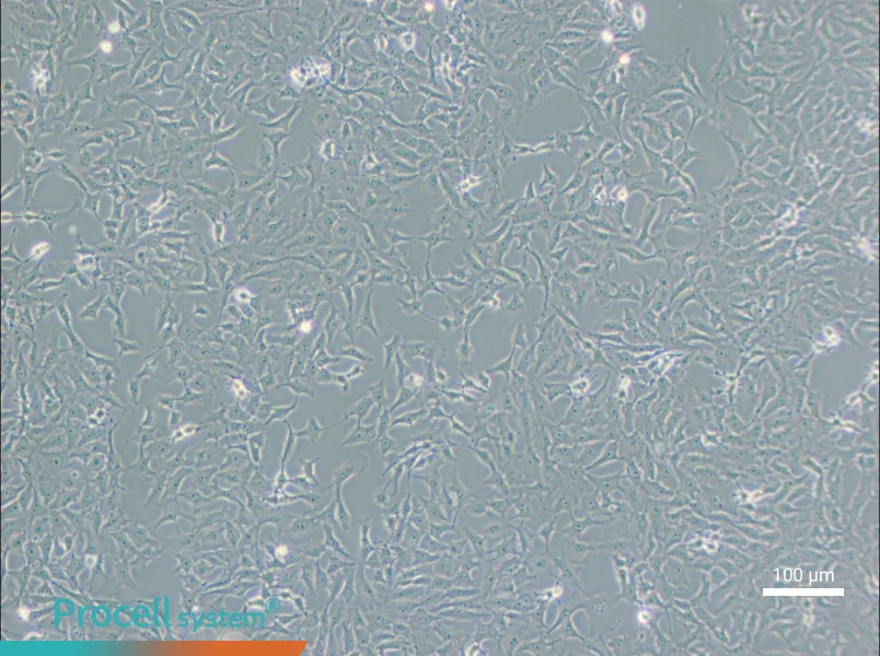Mv.1.Lu [NBL-7] Cell Complete Medium - 1