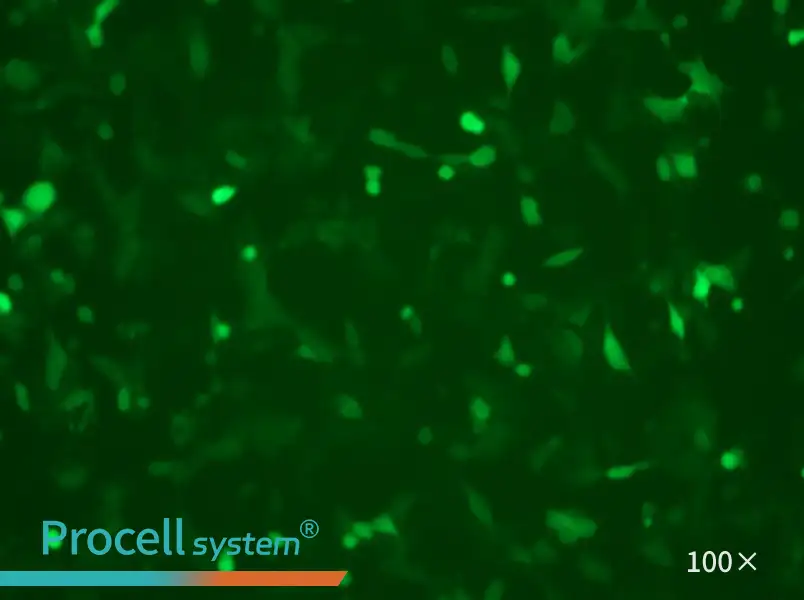 MC38-GFP Cell Complete Medium - 3
