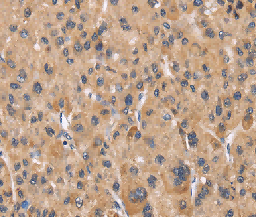 Cyclophilin F Polyclonal Antibody - 3