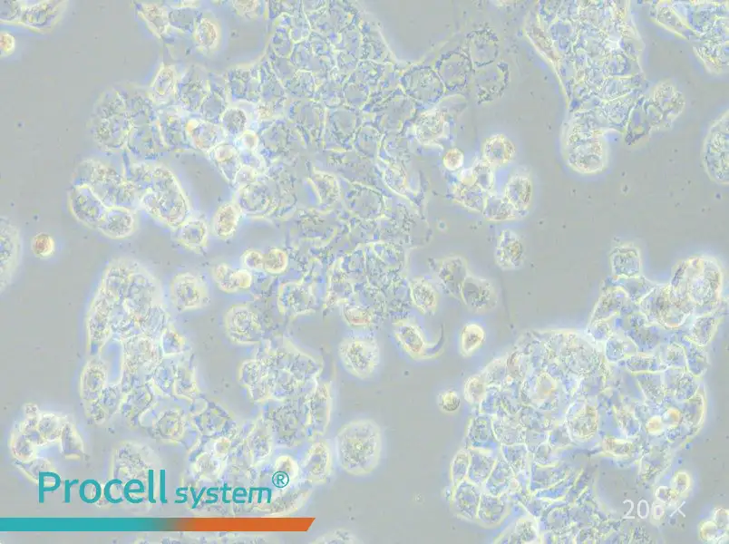 HCC1569 Cell Complete Medium - small - 6