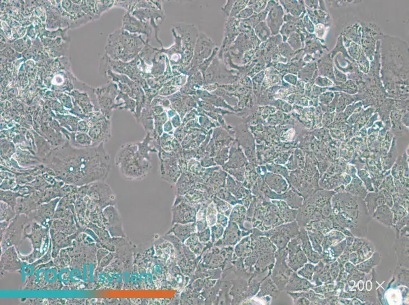 MDA-MB-415 (DMEM) Cell Complete Medium - small - 4