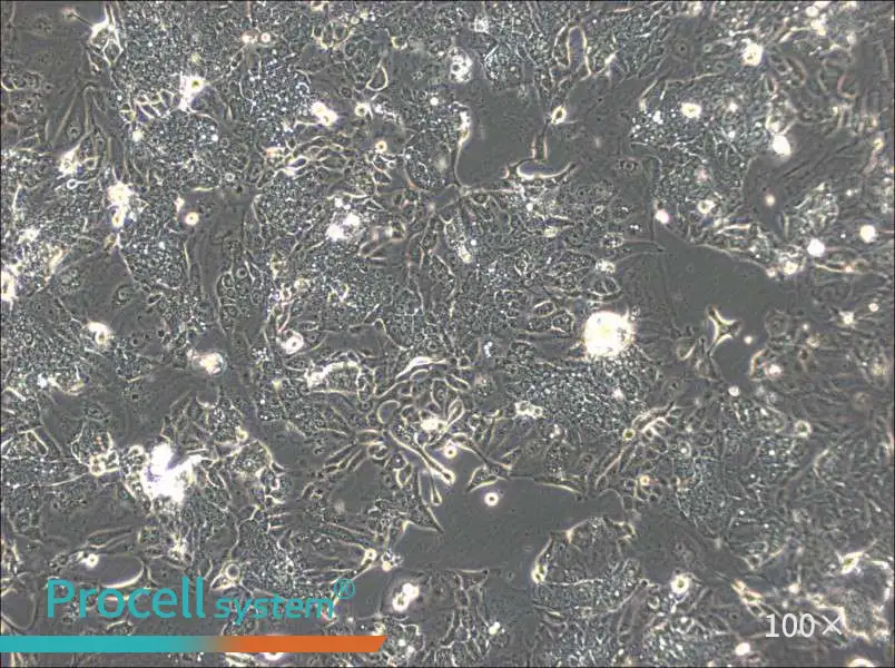 CL-11 Cell Complete MediumCL-11 Cell Complete Medium - 2