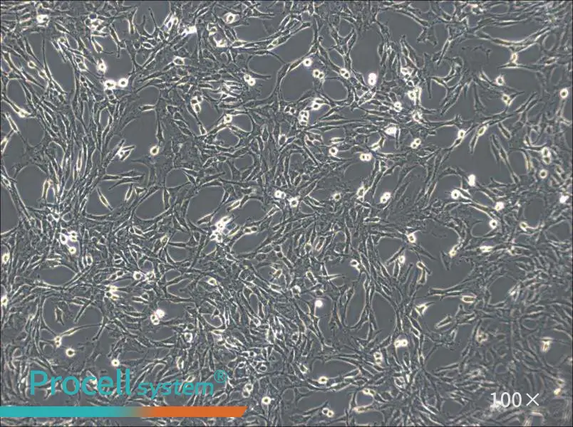 C6 Cell Complete MediumC6 Cell Complete Medium - 3