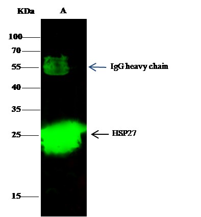 Recombinant HSP27/HSPB1 Monoclonal Antibody-searchlist-1