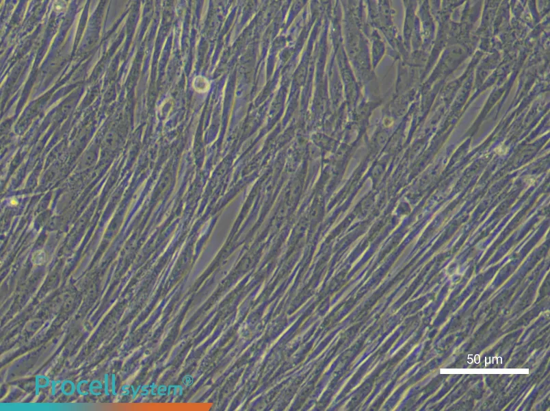Human Lung Cancer‑Associated Fibroblast Complete Medium - 4