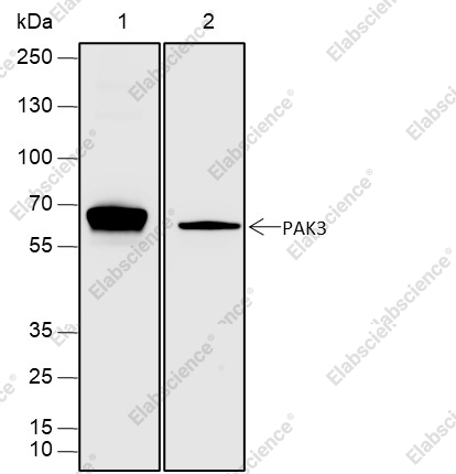 Recombinant PAK3 Monoclonal Antibody - 1
