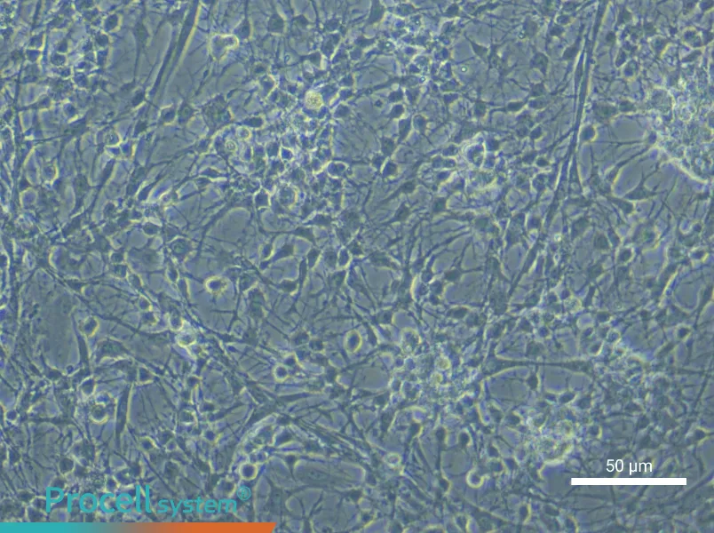 Rat Spinal Cord Astrocyte Complete Medium - small - 5