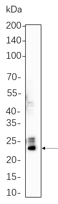 Recombinant GPX4 Monoclonal Antibody-searchlist-1