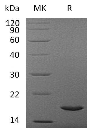 Recombinant Human Interleukin-37/IL-37 Protein-searchlist-1