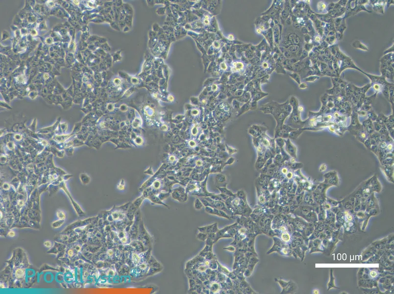 NCI-H441NCI-H441 - 2