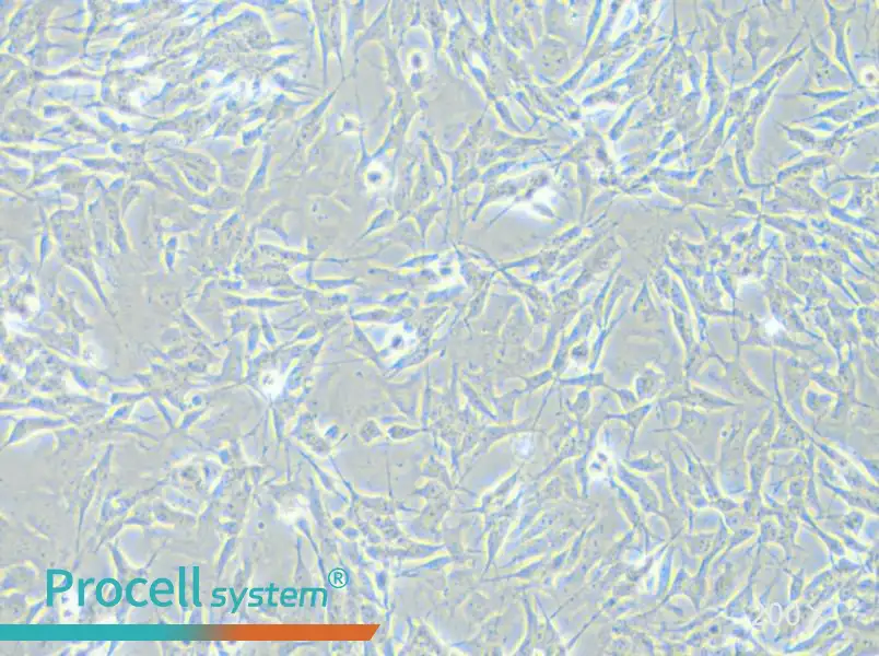 SH-SY5Y [SHSY-5Y] Cell Complete Medium - small - 5